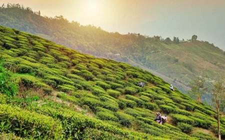 Discover Darjeeling: The Queen of Hills Tour Package