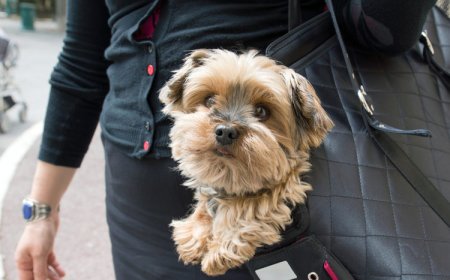 Choosing the Perfect Puppy Bag for Comfortable Travel
