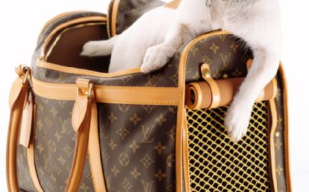 Choosing the Right Dog Carrier for Comfortable Travel