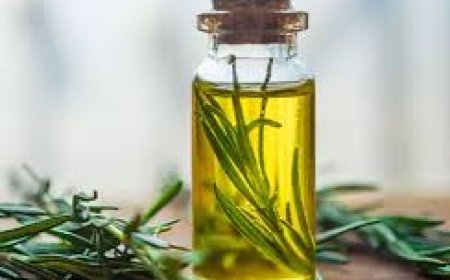 Top Rosemary Oil Manufacturers in India for Pure Extraction