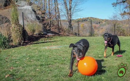 Is There a Safe and Effective Non-Electric Dog Fence System? A Deep Dive Into DIY Dog Fence Kits by PetPlaygrounds