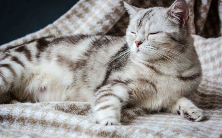 How to Bathe a Cat Without Drama: Proven Cat Bath Tips for Stress-Free Grooming