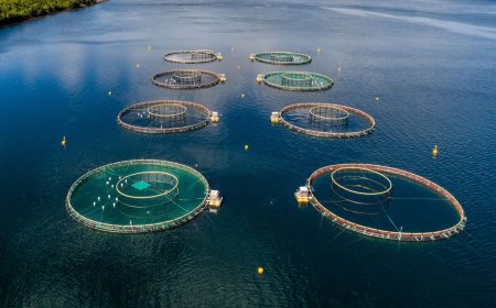 How Sustainable Aquaculture Protects Marine Ecosystems