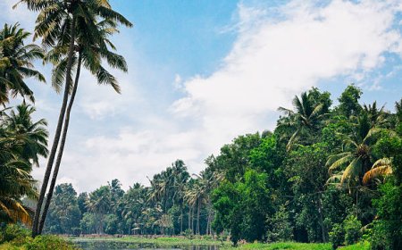 Perfect Kerala Trip Plan for 7 Days of Scenic Exploration