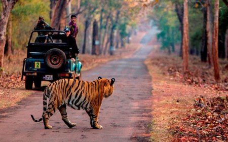 Nainital Jim Corbett Tour Package: Hills & Thrills Wait