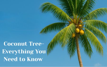 The Coconut Tree- Everything You Need to Know