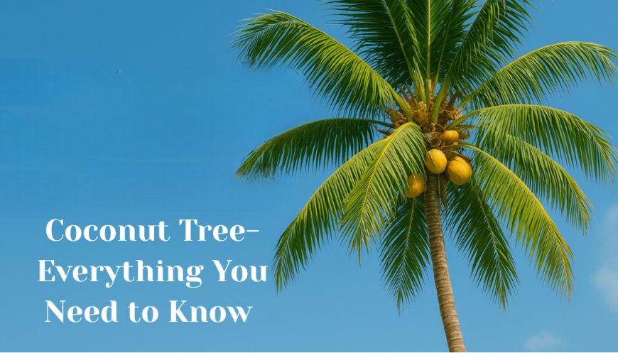 The Coconut Tree- Everything You Need to Know