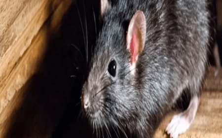 The Health Risks of Ignoring Rats in Armadale Properties