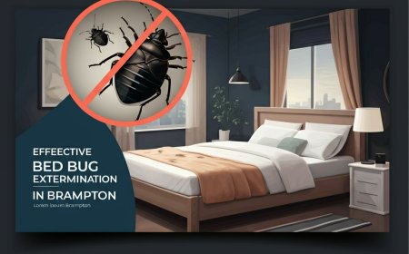 Bed Bug Extermination Brampton: Safe & Reliable Pest Control 