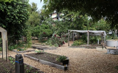 Mastering the Art of Tree Mulching: 7 Tips for Beginners