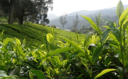 The Complete Checklist for Hassle-Free Tea Board Registration