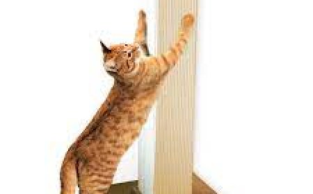 The Best Cat Scratching Mat for Your Feline Friend in the United States