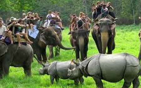 Plan a Wildlife Escape with Kaziranga Tour Package Deals