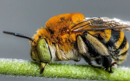 What to Expect During a Professional Bee Removal Service