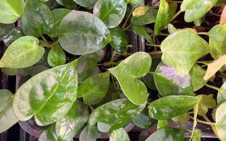 Watering an Anthurium Plant: How Much Is Too Much?