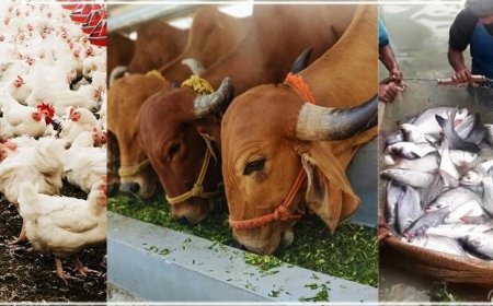 The Importance of Animal Husbandry and Its Types