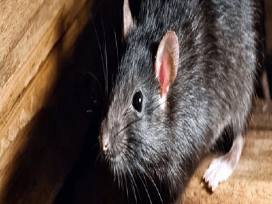 The Health Risks of Ignoring Rats in Armadale Properties