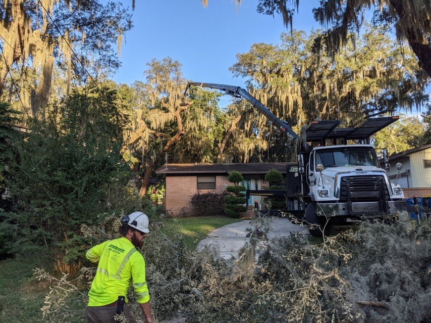 When Should You Remove a Tree From Your Property in Jacksonville?