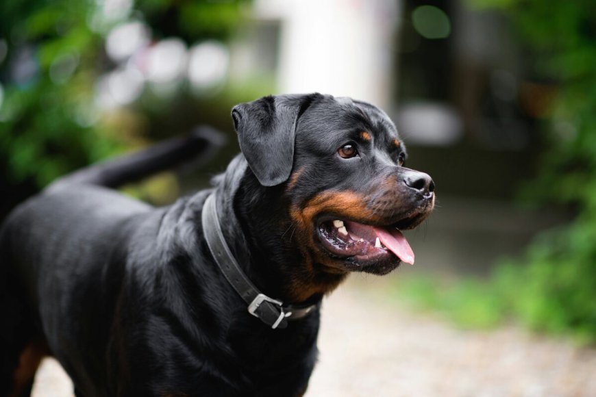 Most Aggressive Dog Breeds: Understanding Mean and Dangerous Dogs