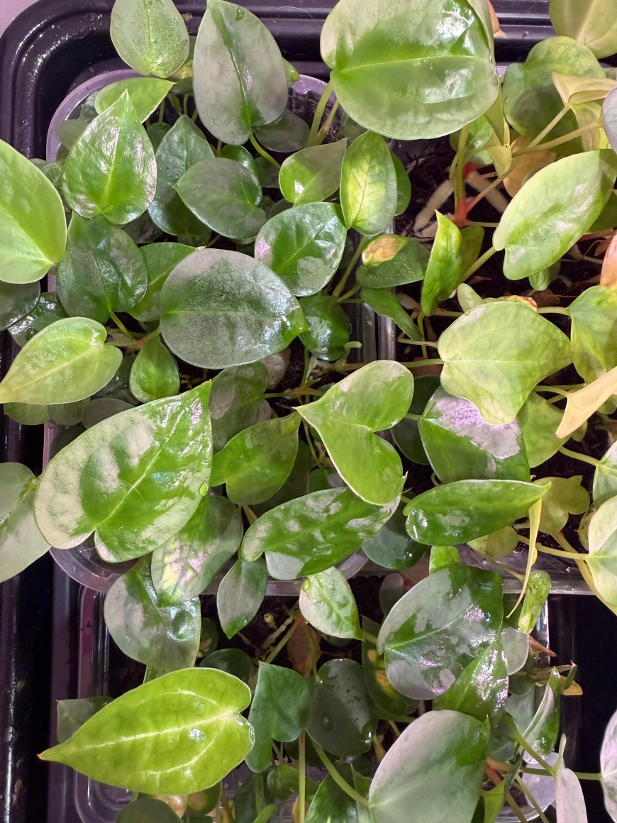 Watering an Anthurium Plant: How Much Is Too Much?